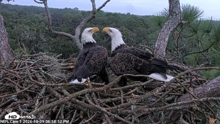 NE Florida Eagles Live Webcam - Oct 9, 2026, 7:00pm EDT