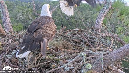 NE Florida Eagles Live Webcam - Sep 21, 2026, 7:59am EDT