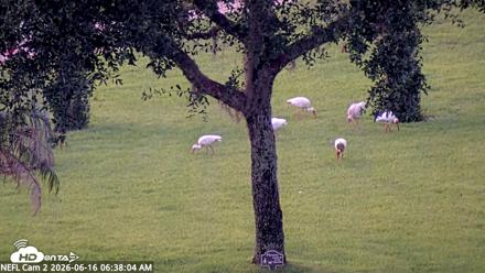 NE Florida Eagles Live Webcam - Jun 16, 2026, 6:38am EDT