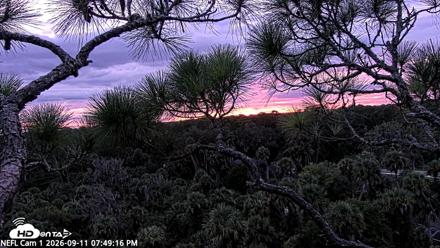 NE Florida Eagles Live Webcam - Sep 11, 2026, 7:50pm EDT