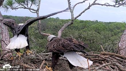 NE Florida Eagles Live Webcam - Oct 17, 2026, 10:57am EDT