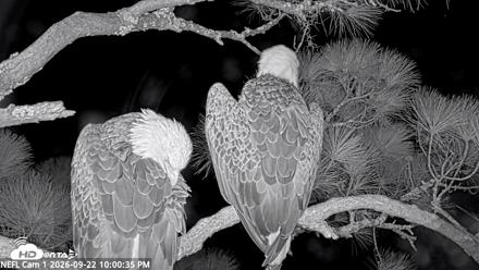 NE Florida Eagles Live Webcam - Sep 22, 2026, 10:01pm EDT