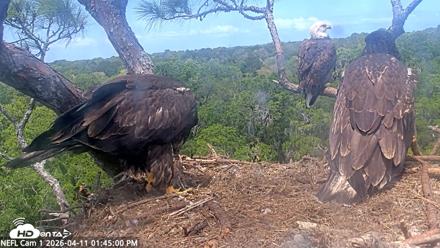 NE Florida Eagles Live Webcam - Apr 11, 2026, 1:46pm EDT