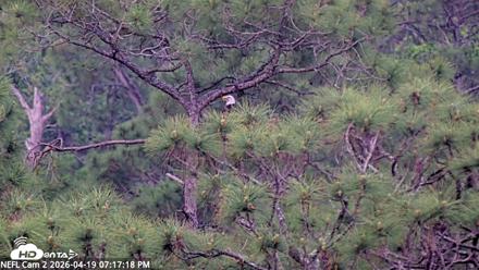 NE Florida Eagles Live Webcam - Apr 19, 2026, 7:18pm EDT