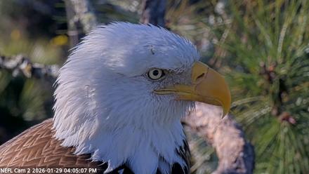 NE Florida Eagles Live Webcam - Jan 29, 2026, 4:05pm EST