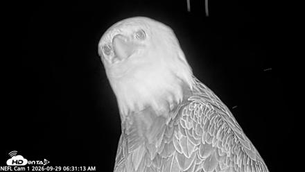 NE Florida Eagles Live Webcam - Sep 29, 2026, 6:32am EDT
