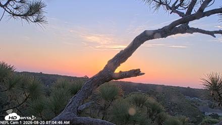 NE Florida Eagles Live Webcam - Aug 20, 2026, 7:06am EDT
