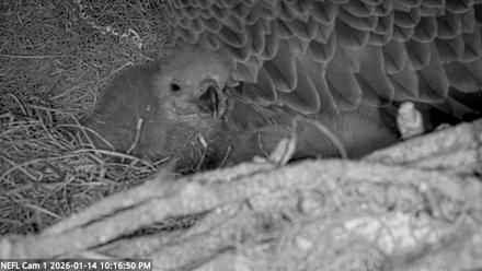 NE Florida Eagles Live Webcam - Jan 14, 2026, 10:17pm EST
