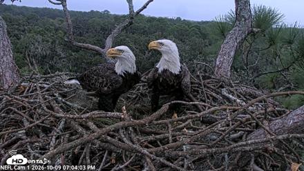 NE Florida Eagles Live Webcam - Oct 9, 2026, 7:04pm EDT
