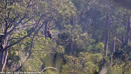 NE Florida Eagles Live Webcam - Mar 30, 2026, 4:59pm EDT