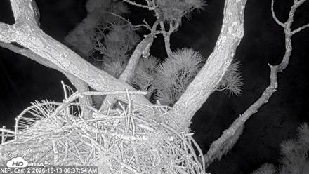 NE Florida Eagles Live Webcam - Oct 13, 2026, 6:38am EDT
