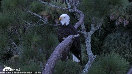 NE Florida Eagles Live Webcam - Aug 26, 2026, 6:42am EDT