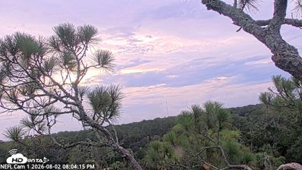 NE Florida Eagles Live Webcam - Aug 2, 2026, 8:05pm EDT