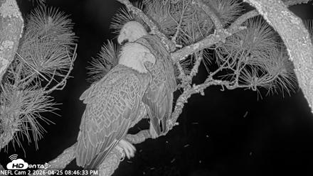 NE Florida Eagles Live Webcam - Apr 25, 2026, 8:47pm EDT
