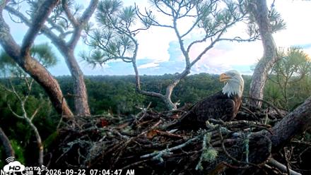 NE Florida Eagles Live Webcam - Sep 22, 2026, 7:05am EDT