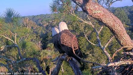 NE Florida Eagles Live Webcam - Nov 17, 2025, 7:36am EST