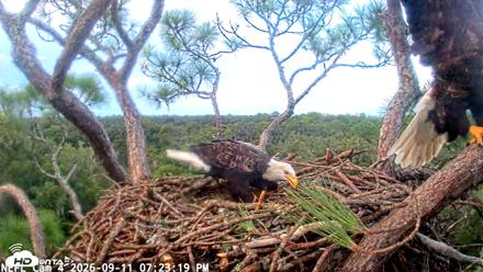 NE Florida Eagles Live Webcam - Sep 11, 2026, 7:24pm EDT