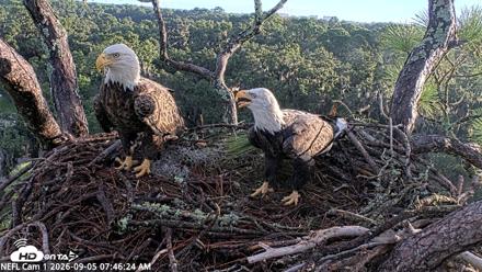 NE Florida Eagles Live Webcam - Sep 5, 2026, 7:47am EDT