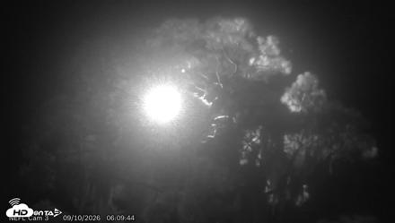 NE Florida Eagles Live Webcam - Sep 10, 2026, 6:10am EDT