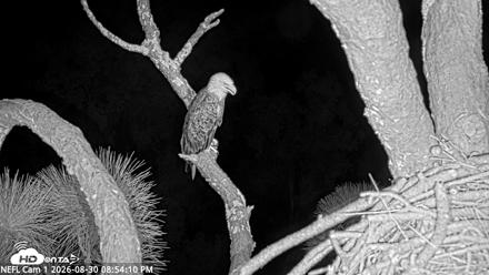 NE Florida Eagles Live Webcam - Aug 30, 2026, 8:55pm EDT