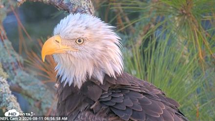 NE Florida Eagles Live Webcam - Aug 11, 2026, 6:57am EDT