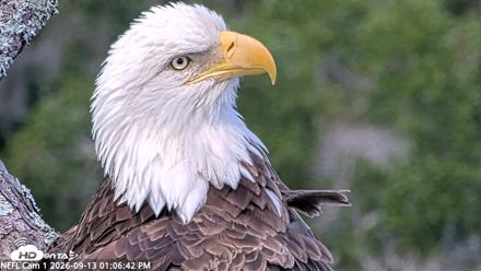 NE Florida Eagles Live Webcam - Sep 13, 2026, 1:07pm EDT