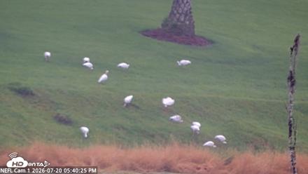 NE Florida Eagles Live Webcam - Jul 20, 2026, 5:41pm EDT
