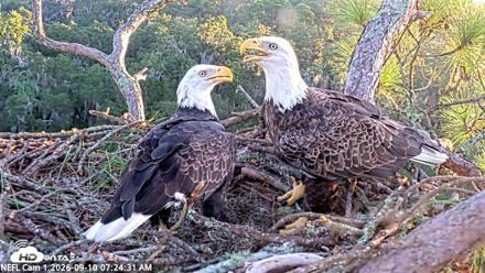 NE Florida Eagles Live Webcam - Sep 10, 2026, 7:25am EDT