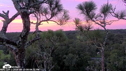 NE Florida Eagles Live Webcam - Aug 23, 2026, 8:05pm EDT