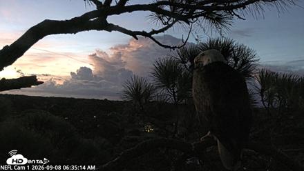 NE Florida Eagles Live Webcam - Sep 8, 2026, 6:36am EDT