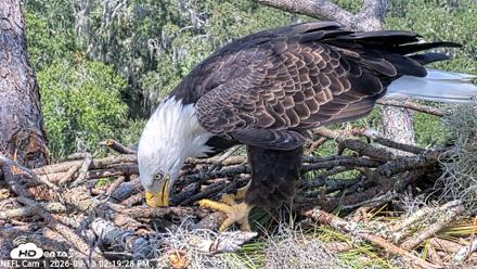 NE Florida Eagles Live Webcam - Sep 13, 2026, 2:20pm EDT