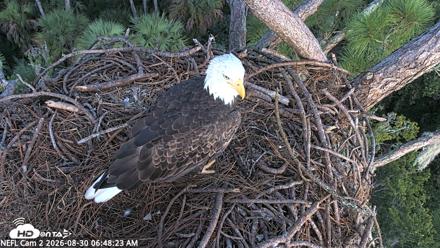 NE Florida Eagles Live Webcam - Aug 30, 2026, 6:49am EDT