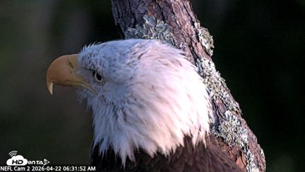 NE Florida Eagles Live Webcam - Apr 22, 2026, 6:32am EDT