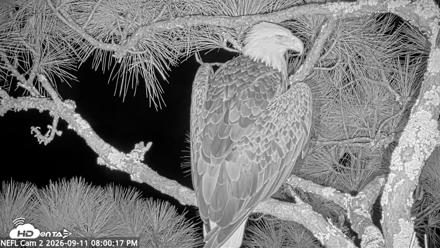 NE Florida Eagles Live Webcam - Sep 11, 2026, 8:01pm EDT