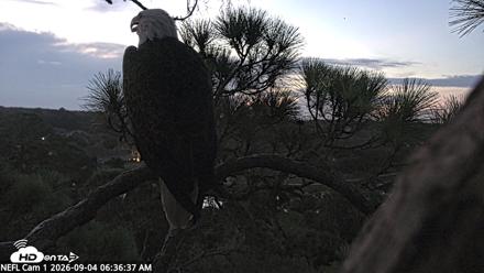 NE Florida Eagles Live Webcam - Sep 4, 2026, 6:38am EDT
