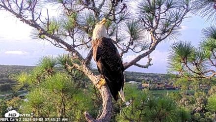 NE Florida Eagles Live Webcam - Sep 8, 2026, 7:46am EDT