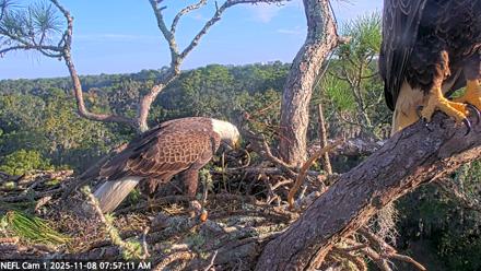 NE Florida Eagles Live Webcam - Nov 8, 2025, 7:58am EST