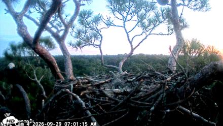 NE Florida Eagles Live Webcam - Sep 29, 2026, 7:02am EDT