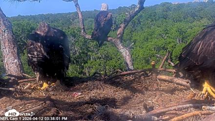 NE Florida Eagles Live Webcam - Apr 12, 2026, 3:39pm EDT