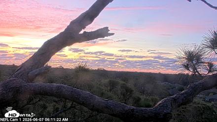 NE Florida Eagles Live Webcam - Jun 7, 2026, 6:12am EDT
