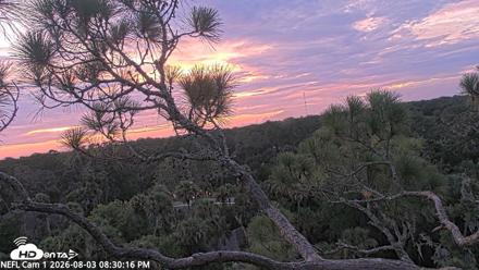 NE Florida Eagles Live Webcam - Aug 3, 2026, 8:31pm EDT