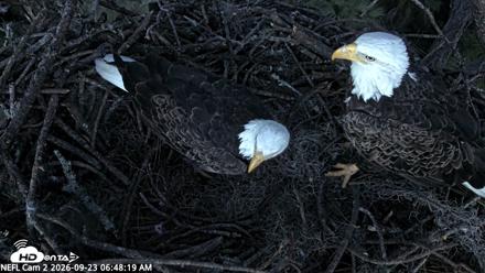 NE Florida Eagles Live Webcam - Sep 23, 2026, 6:49am EDT