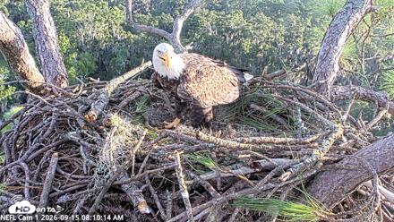 NE Florida Eagles Live Webcam - Sep 15, 2026, 8:11am EDT