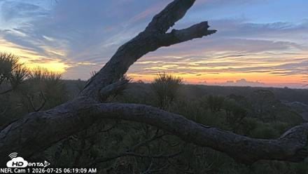 NE Florida Eagles Live Webcam - Jul 25, 2026, 6:20am EDT