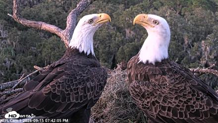 NE Florida Eagles Live Webcam - Sep 15, 2026, 7:43pm EDT