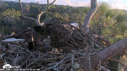 NE Florida Eagles Live Webcam - Sep 22, 2026, 7:35am EDT