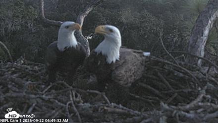 NE Florida Eagles Live Webcam - Sep 22, 2026, 6:51am EDT