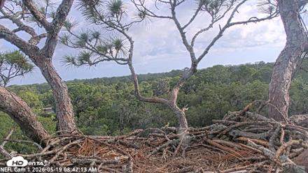 NE Florida Eagles Live Webcam - May 19, 2026, 8:45am EDT