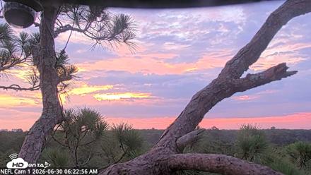 NE Florida Eagles Live Webcam - Jun 30, 2026, 6:23am EDT