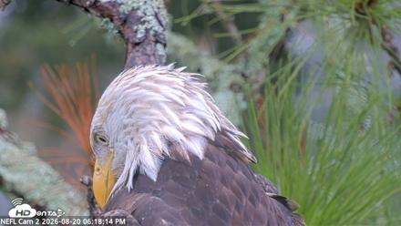 NE Florida Eagles Live Webcam - Aug 20, 2026, 6:19pm EDT